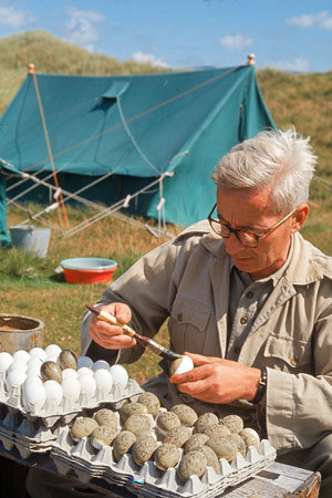 ნიკო ტინბერგენი კვერცხების შეღებვის პროცესში
