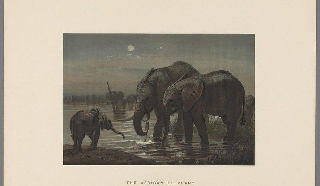 აფრიკული სპილოები, მხატვარი: ჯოზეფ ვოლფი