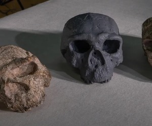 მილიონი წლის წინანდელ თავის ქალას ადამიანის წარმოშობის ისტორიის გადაწერა შეუძლია — კვლევა