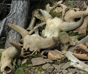 ადამიანებმა დიდ ჯგუფებად ნადირობა 50 000 წლის წინ დაიწყეს — კვლევა