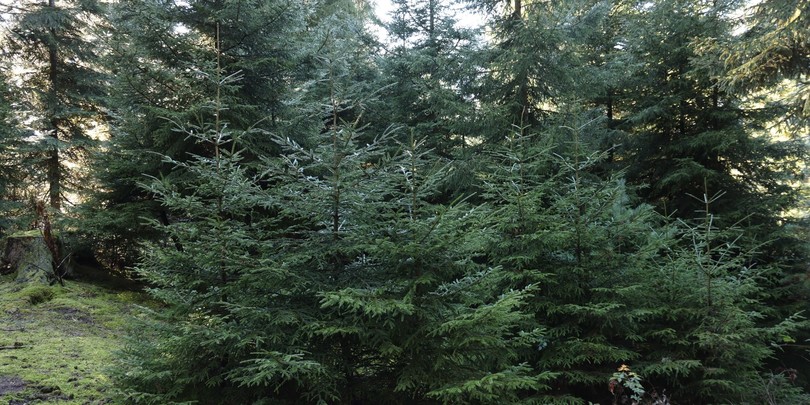 ნაძვის ხე