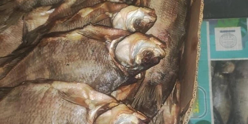 კობი თევზი
